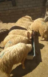 بره