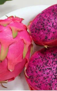 دراگون فروت. نهال بلوبری. نهال قهوه.پاپایا