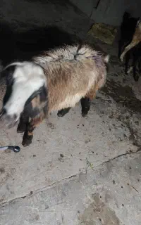گوسفند