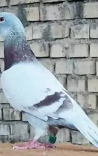 یه جفت کبوتر پلاکی کاغذی گم شده