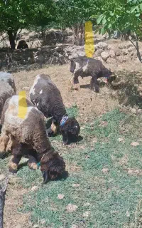 بره قوچ