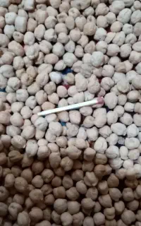 نخود