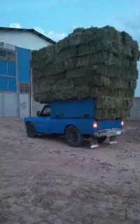 یونجه