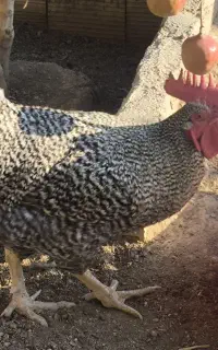 خروس آمروک و گلپایگانی