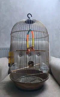 قفس پرنده