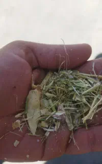 لوبیا چیتی کاه درجه یک