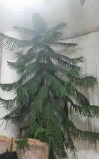 گل مطبق