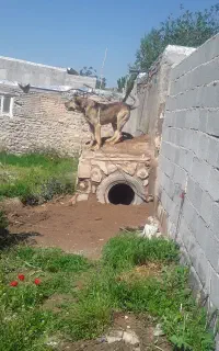سگ 18ماهه