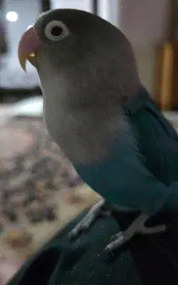 یک عدد طوطی برزیلی گم شده