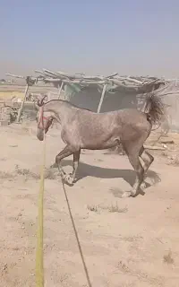 کره مادیان ۲۲ماهه