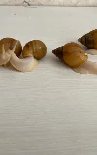 حلزون البینو