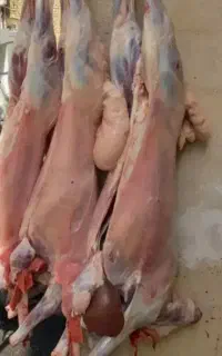 قصابی سیاردرمحل سربریدن گوسفندگوشت زبح سلاخی قصاب