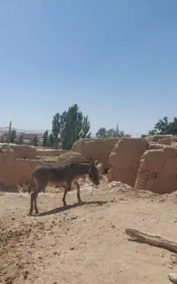 الاغ ماده