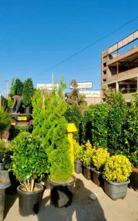 گل‌وگیاه و گلخانه آقای گل