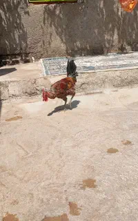 خروس 5ماهه