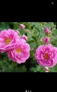 گلاب درجه یک خانگی