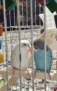 یک جفت مرغ عشق
