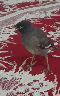 مرغ مینا