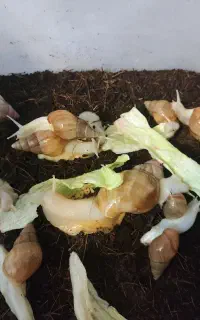 حلزون آچاتینا