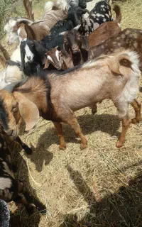 فروش حیوانات