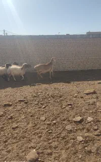 میش چینی