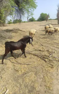 بز نر