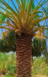 درخت گرازی و درخت بندی در بم