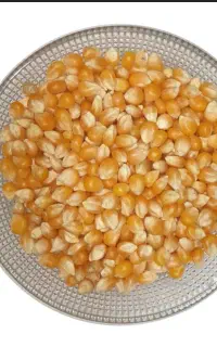 خریدار ذرت دانه ای داخلی