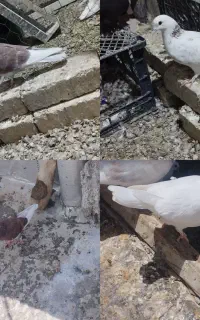 ۴تا جوجه و۴تا ماده