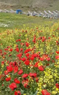 عسل‌‌کوهی‌‌درمانی‌به‌قیمت‌زیرعمده