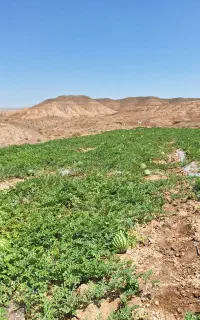 هندوانه