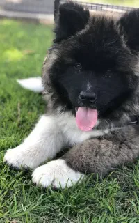 توله امریکن آکیتا موبلند