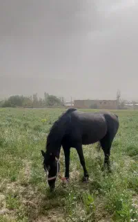 اسب