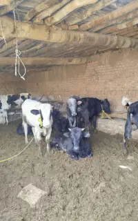 گوساله نر