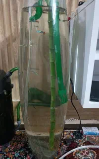 آکواریوم استوانه ایی ماهی گوپی