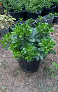 فروش گیاه بیرونی