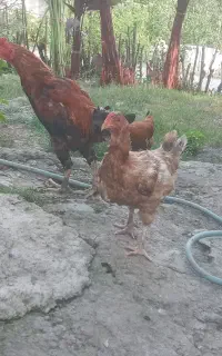 خروس دورگه درشت ومرغ جوان یک ساله