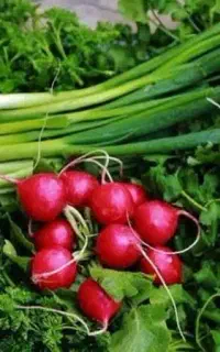 سبزی. قرمه . آشی