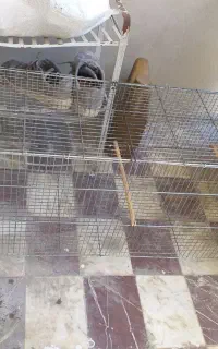 قفس پرنده