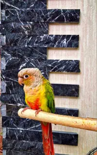 گرینجیک سخنگو و رقصنده ،دستی
