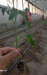 نشا گوجه فرنگی ازمیر