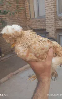 جوجه لهستانی