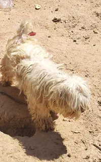 سگ شیتزو