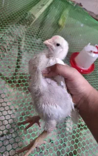 جوجه یکماهه نژاد لگهورن تخمگذار