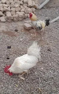 دوعدد خروس