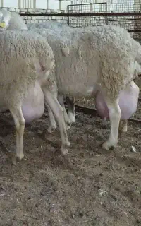 فروش گوسفند لاکن و سانان