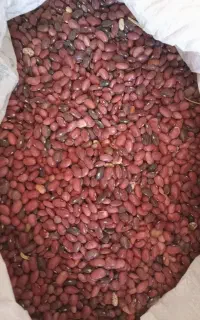 لوبیا چیتی و قرمز