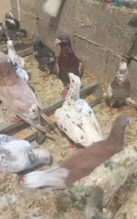 دسته پلاکی وشهری