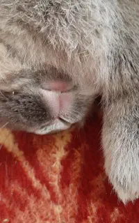 خرگوش بیمار