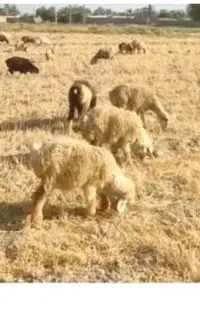 ۱۰۰ راس گوسفند